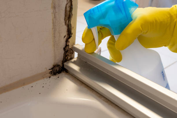 Trusted Kenmore, NY Mold Remediation Experts