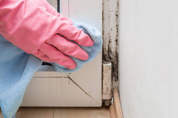 Best Attic Mold Remediation in Kenmore, NY