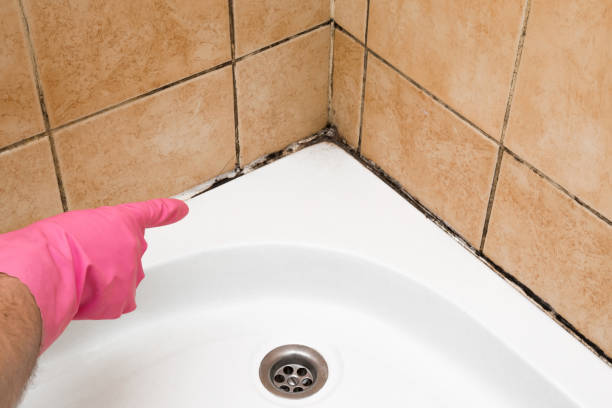 Best Kitchen Mold Remediation in Kenmore, NY